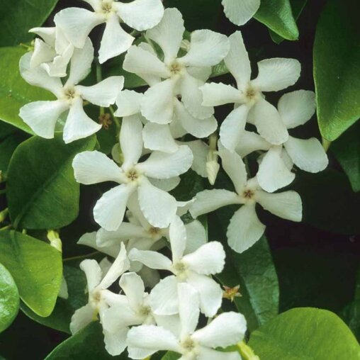 Witte bloemen van de Sterjasmijn